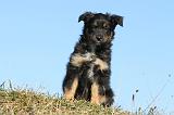 BERGER AUSTRALIEN PUPPIES 193